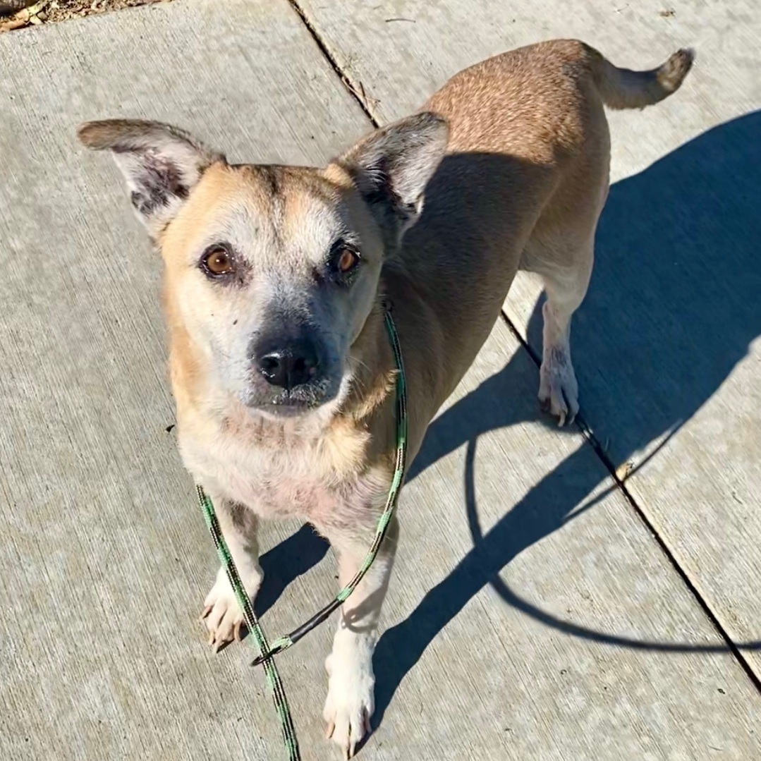 Enlarge Harley, a Adoptable mixed breed in Newport Beach, CA image 5/6