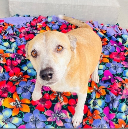 Enlarge Harley, a Adoptable mixed breed in Newport Beach, CA image 6/6