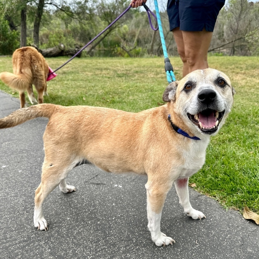 Harley, Adoptable, Adult Male Labrador Retriever & Terrier.