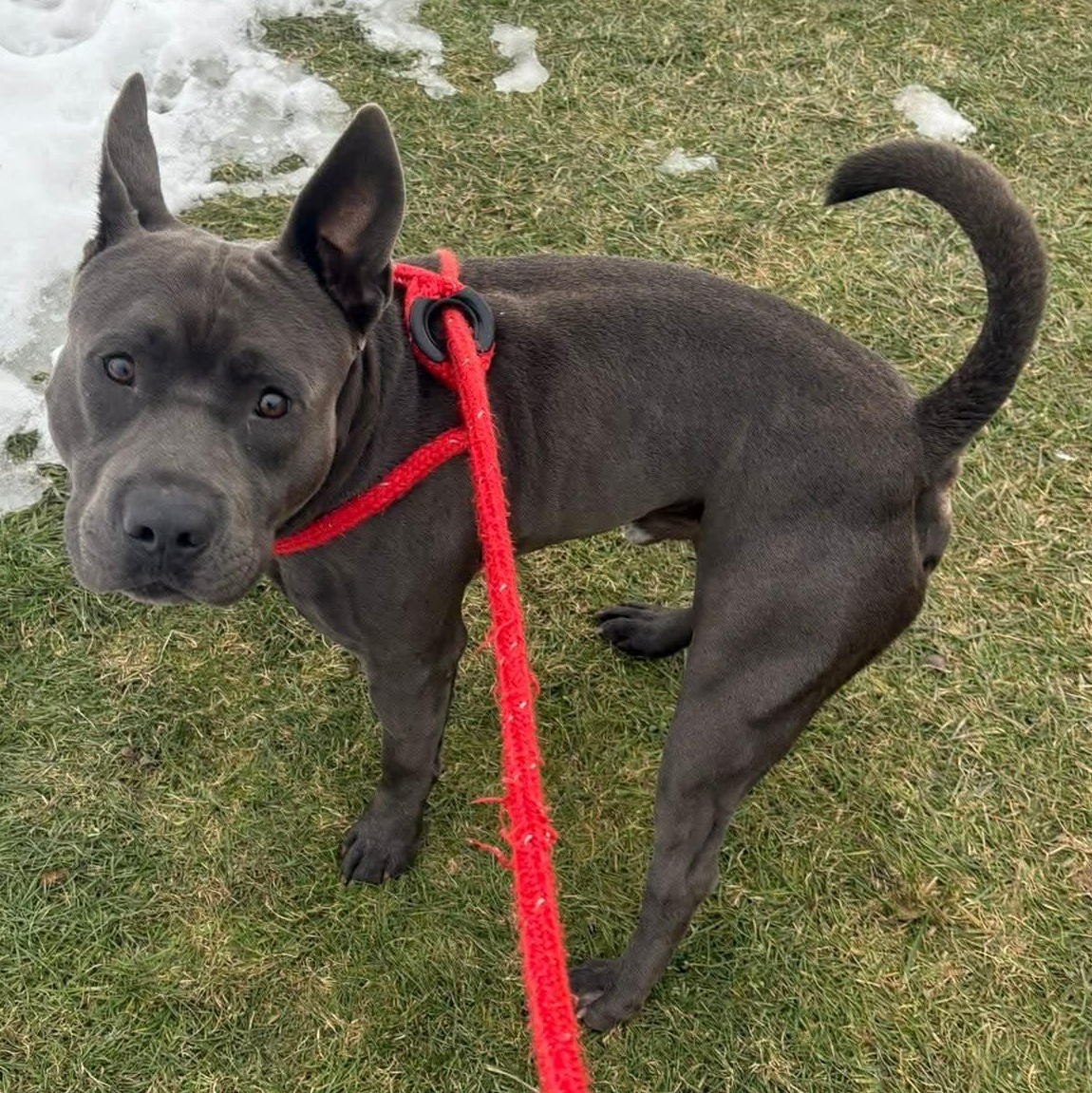 Enlarge Smoke, a ADOPTABLE Terrier in North Syracuse, NY image 2/3