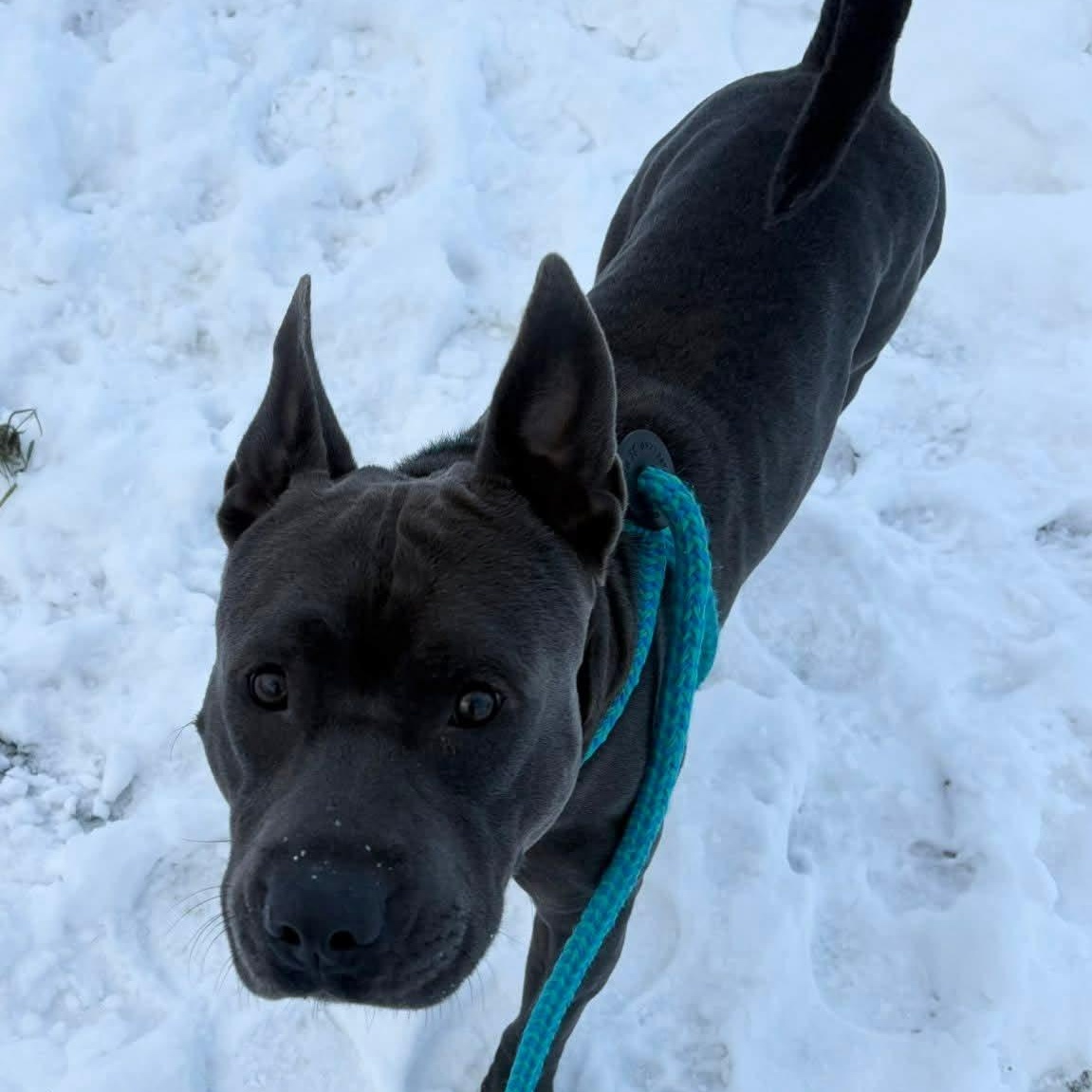Enlarge Smoke, a ADOPTABLE Terrier in North Syracuse, NY image 3/3