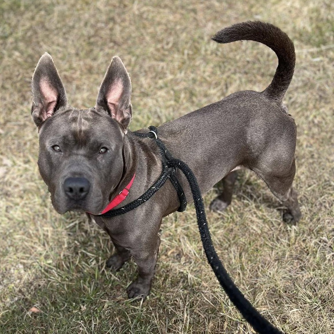 Enlarge Smoke, a ADOPTABLE Terrier in North Syracuse, NY image 1/4
