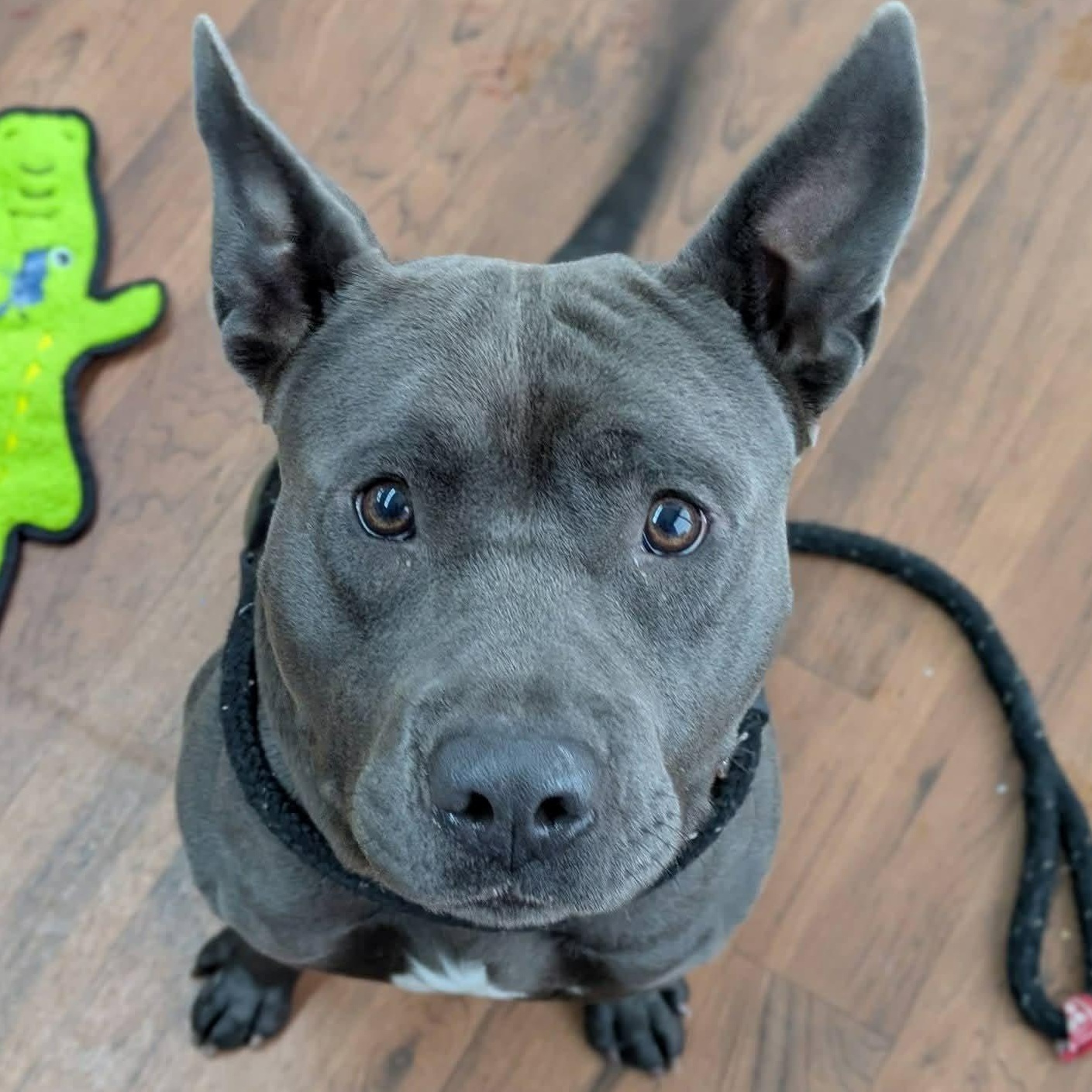 Enlarge Smoke, a ADOPTABLE Terrier in North Syracuse, NY image 1/3