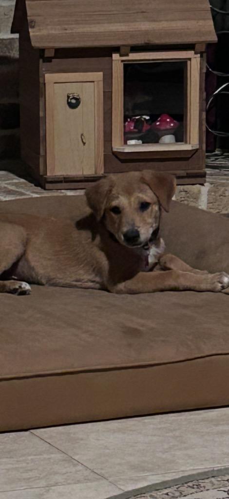Joey, a Adopted mixed breed in CONROE, TX image 2/6