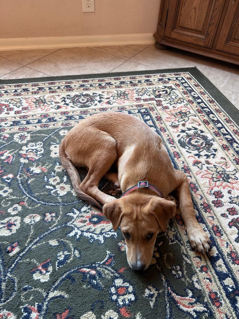 Joey, a Adopted mixed breed in CONROE, TX image 3/6
