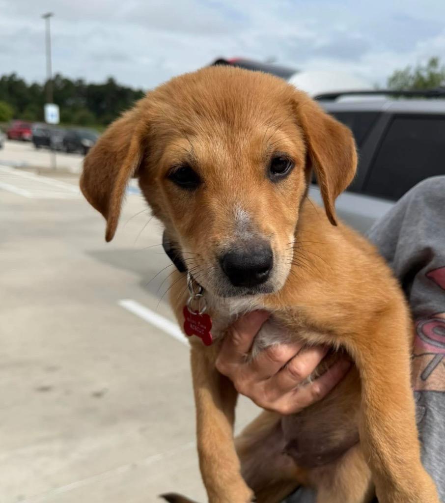 Joey, a Adopted mixed breed in CONROE, TX image 4/6