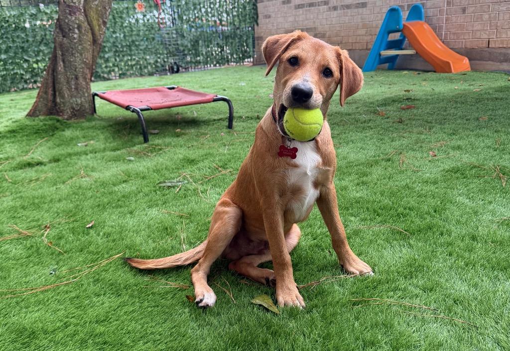 Joey, a Adopted mixed breed in CONROE, TX image 5/6