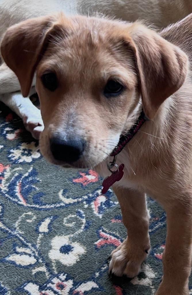 Joey, a Adopted mixed breed in CONROE, TX image 6/6