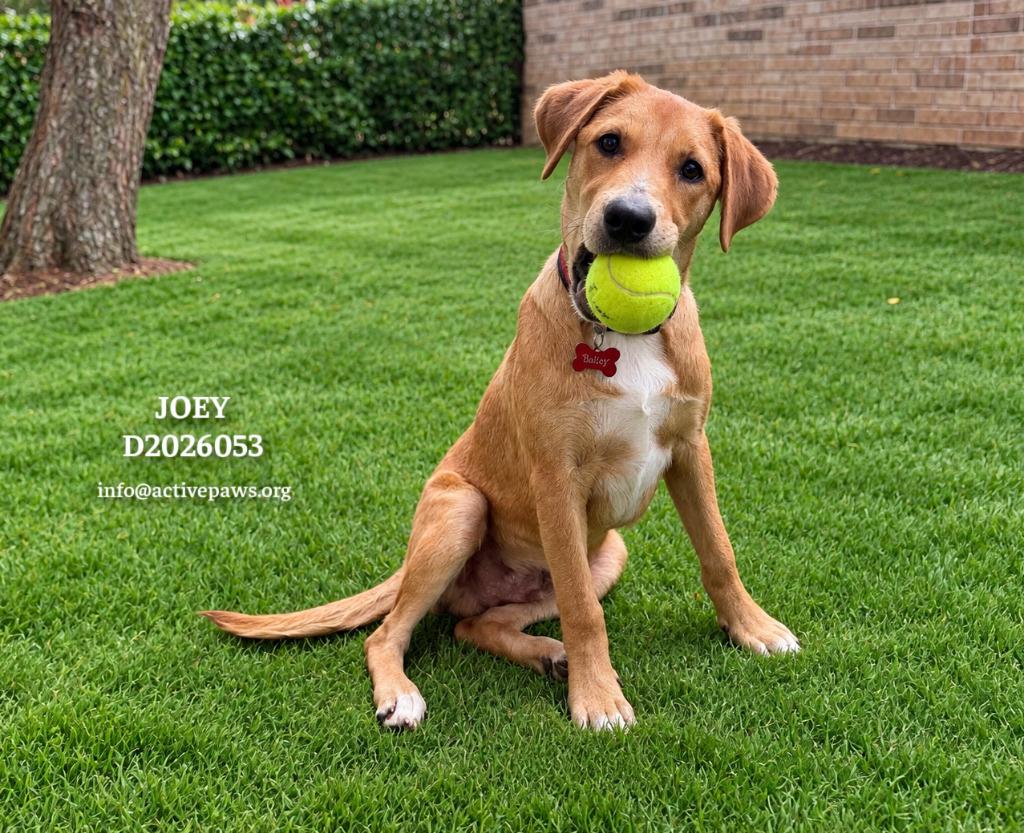 Joey, a Adopted mixed breed in CONROE, TX image 1/6