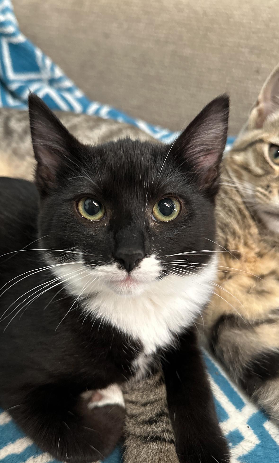 Farley, a Adoptable Domestic Short Hair in Courtenay, BC image 2/6