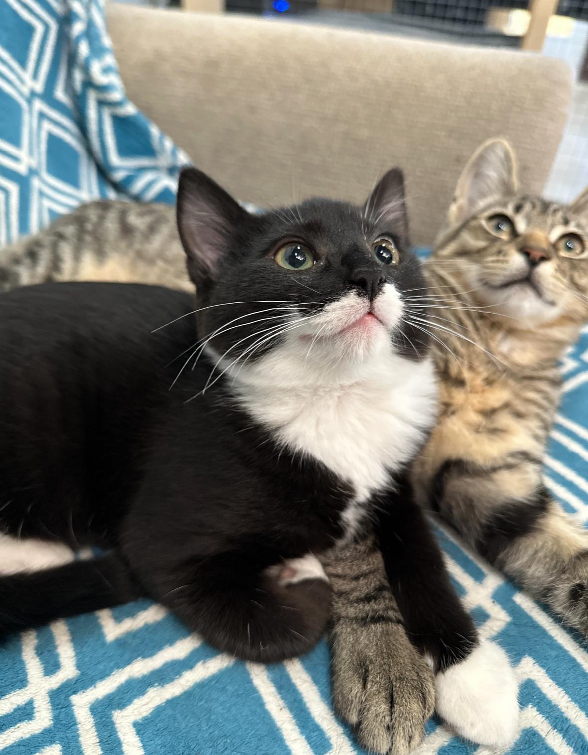 Farley, a Adoptable Domestic Short Hair in Courtenay, BC image 1/6