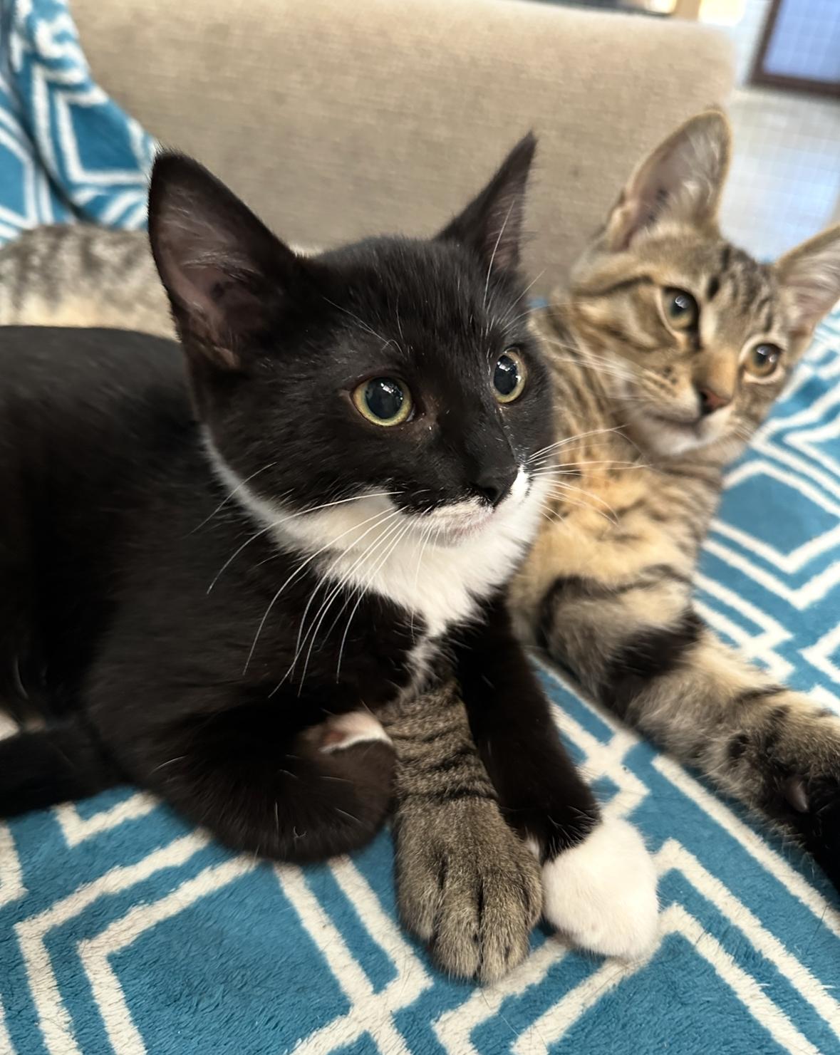 Farley, a Adoptable Domestic Short Hair in Courtenay, BC image 3/6