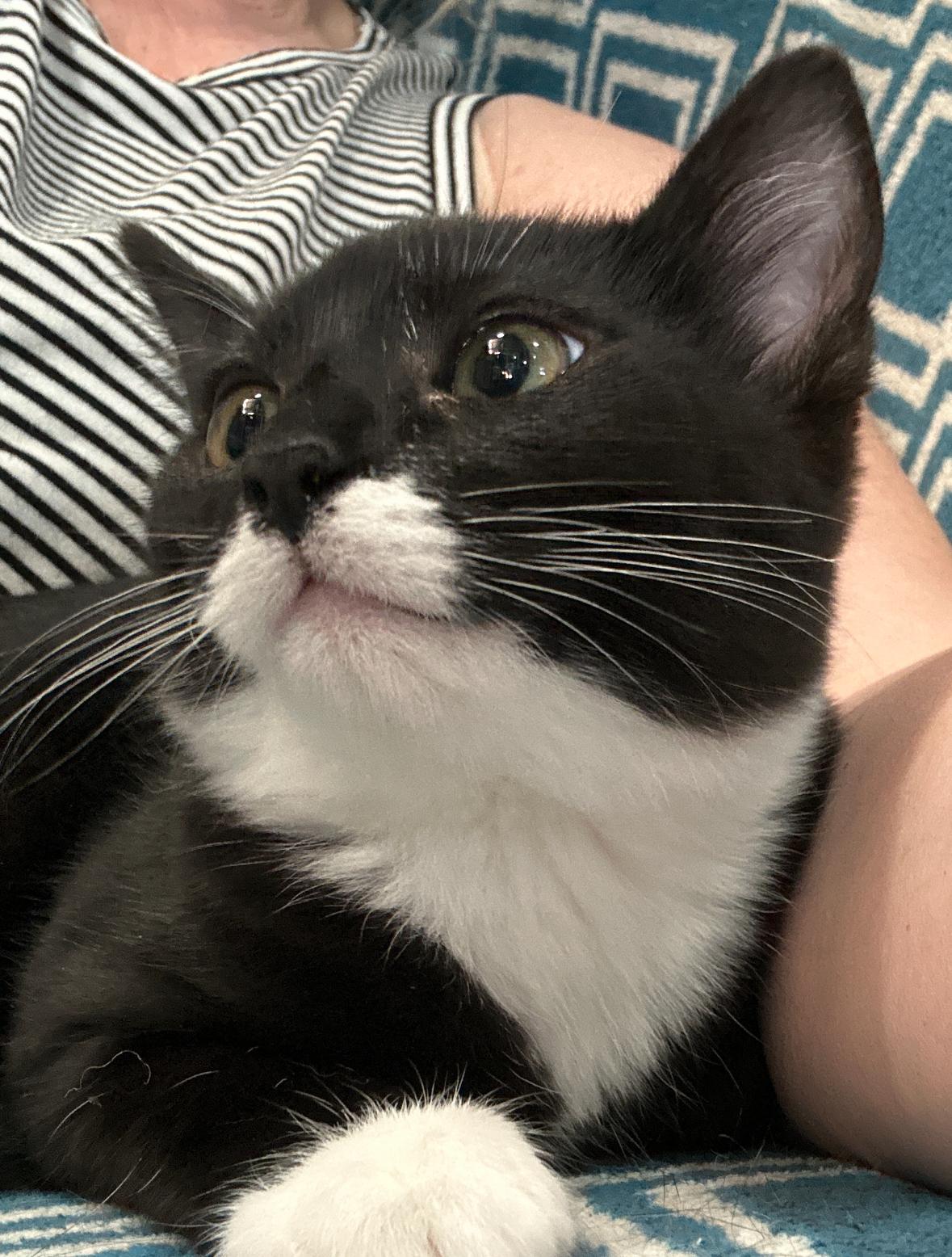 Farley, a Adoptable Domestic Short Hair in Courtenay, BC image 4/6