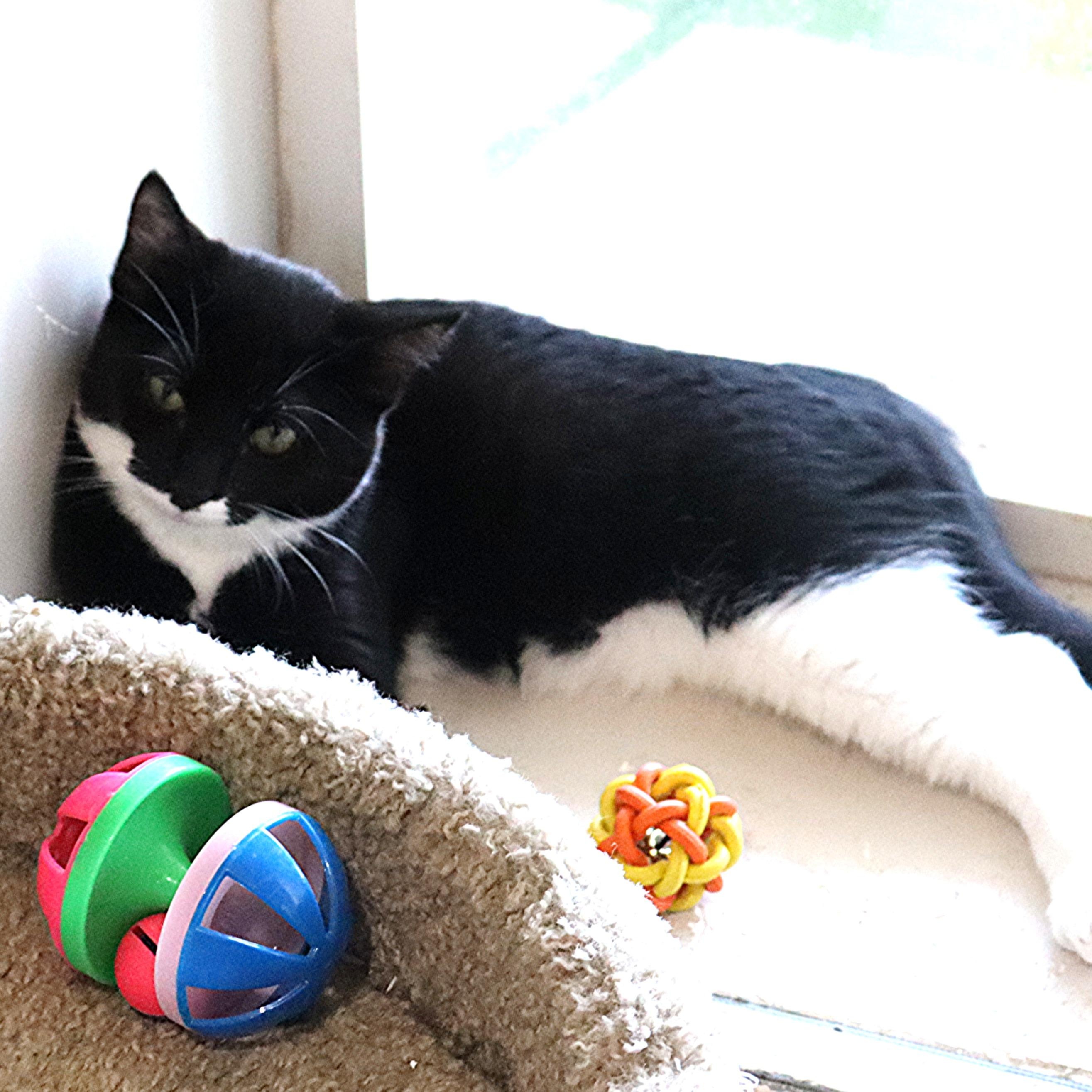 Farley, Adoptable, Kitten Female Domestic Short Hair.