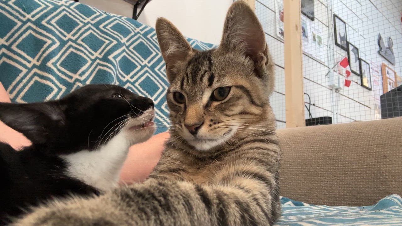 Enlarge Farley, a Adoptable Domestic Short Hair in Courtenay, BC video 6/6