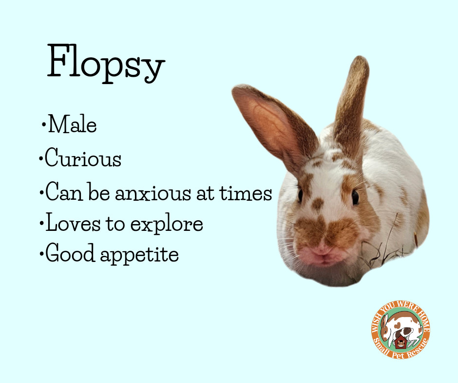 Flopsy, Adoptable, Young Male American.