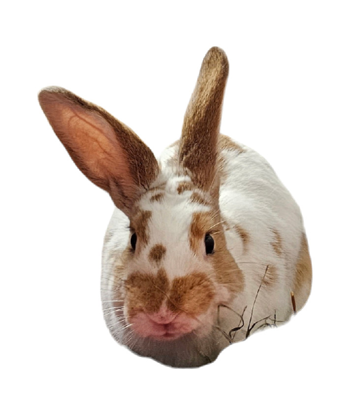 Enlarge Flopsy, a Adoptable American in Kanata, ON image 2/4