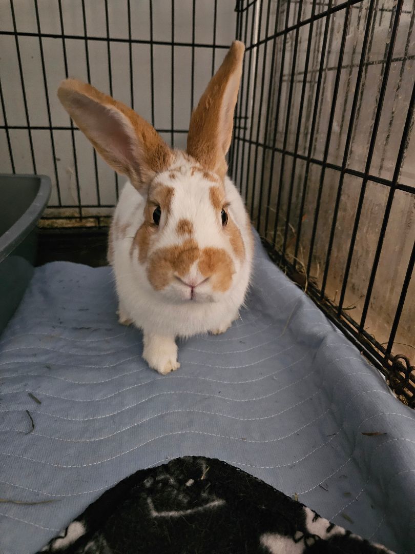 Enlarge Flopsy, a Adoptable American in Kanata, ON image 3/4