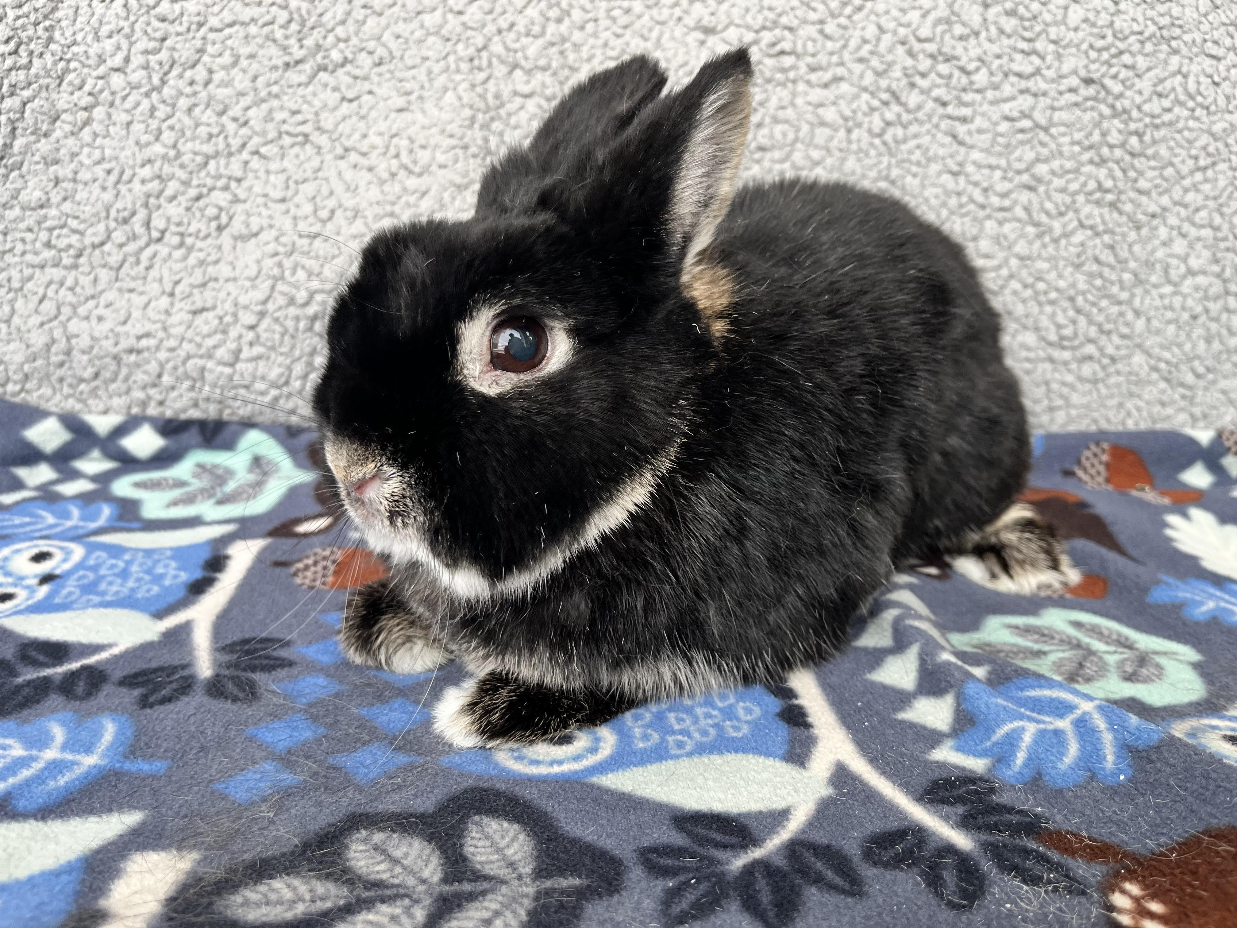 Char, ADOPTABLE, Senior Female Netherland Dwarf.