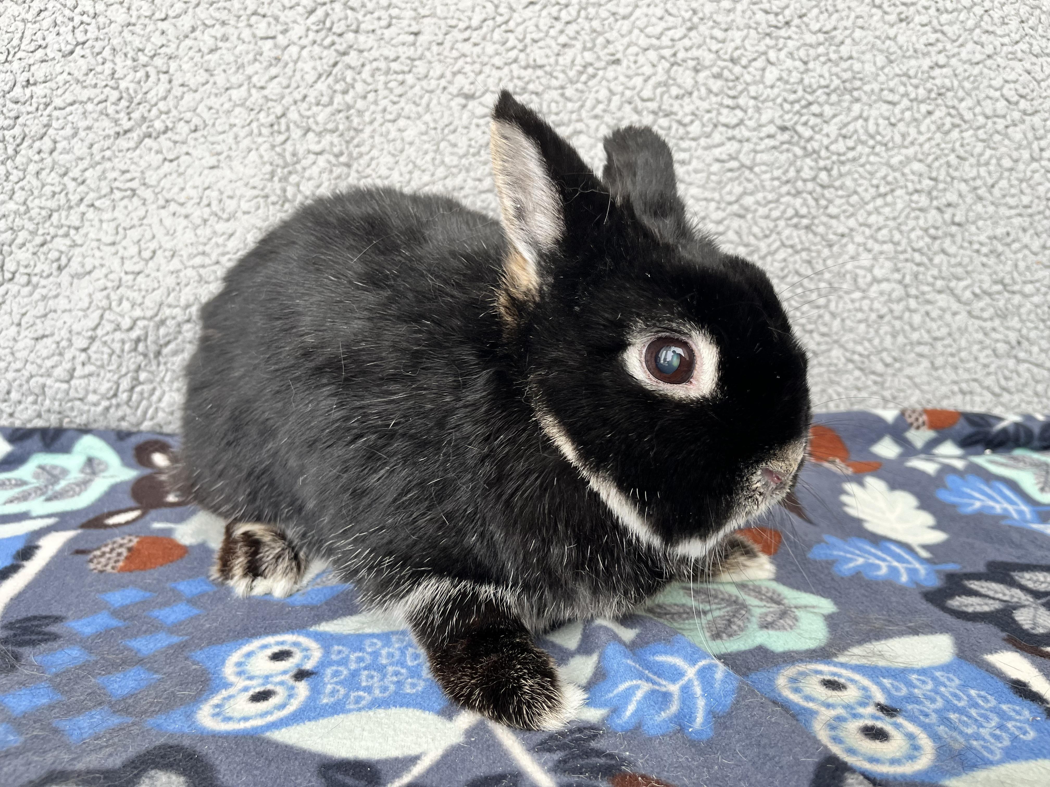 Enlarge Char, a ADOPTABLE Netherland Dwarf in Appleton, WI image 2/2