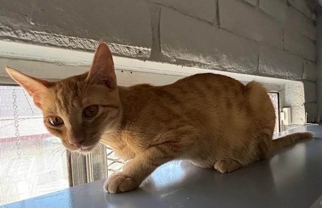 Parker, a Adoptable Domestic Short Hair in Phoenix, AZ image 3/4