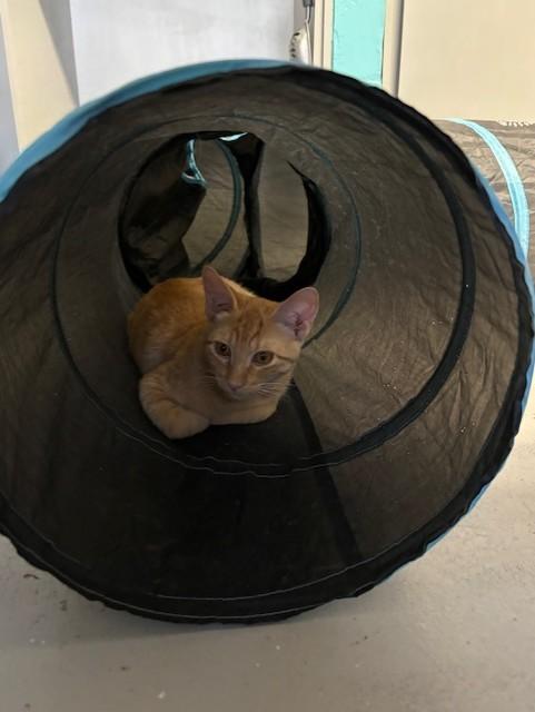 Parker, a Adoptable Domestic Short Hair in Phoenix, AZ image 2/4