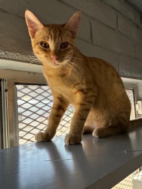 Parker, Adoptable, Young Male Domestic Short Hair.