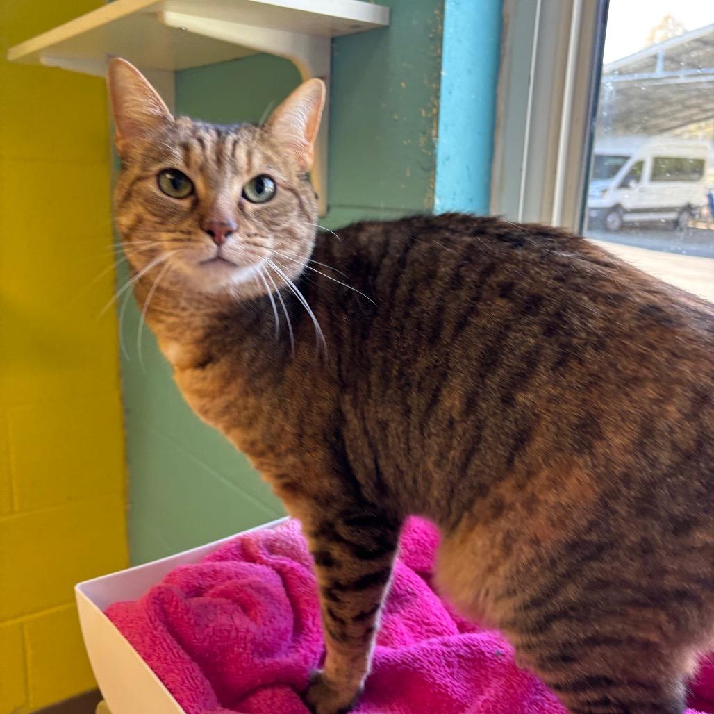 Riley, Adoptable, Senior Female Domestic Short Hair.