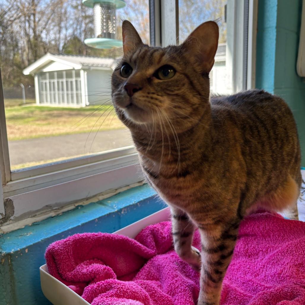 Enlarge Riley, a Adoptable Domestic Short Hair in Roxboro, NC image 2/6