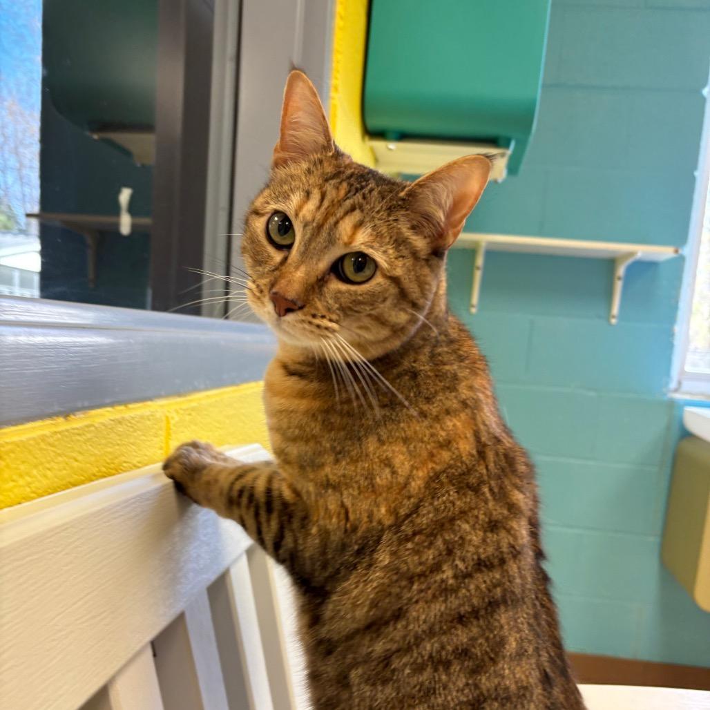 Enlarge Riley, a Adoptable Domestic Short Hair in Roxboro, NC image 3/6