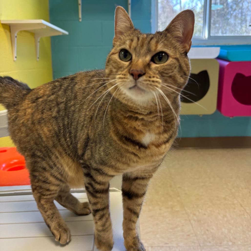 Enlarge Riley, a Adoptable Domestic Short Hair in Roxboro, NC image 4/6