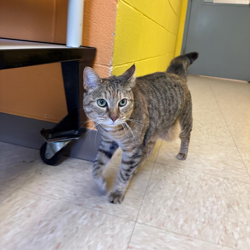 Enlarge Riley, a Adoptable Domestic Short Hair in Roxboro, NC image 5/6