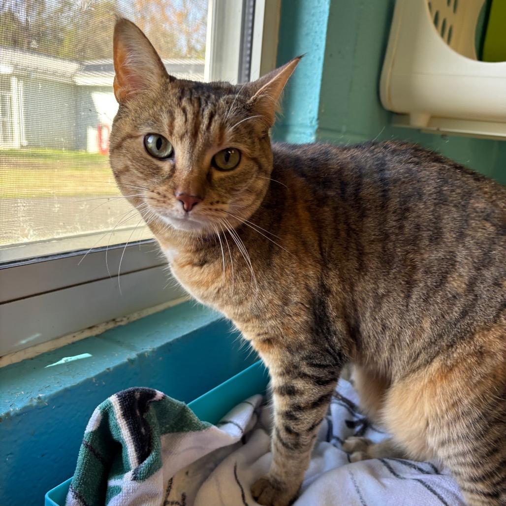 Enlarge Riley, a Adoptable Domestic Short Hair in Roxboro, NC image 6/6