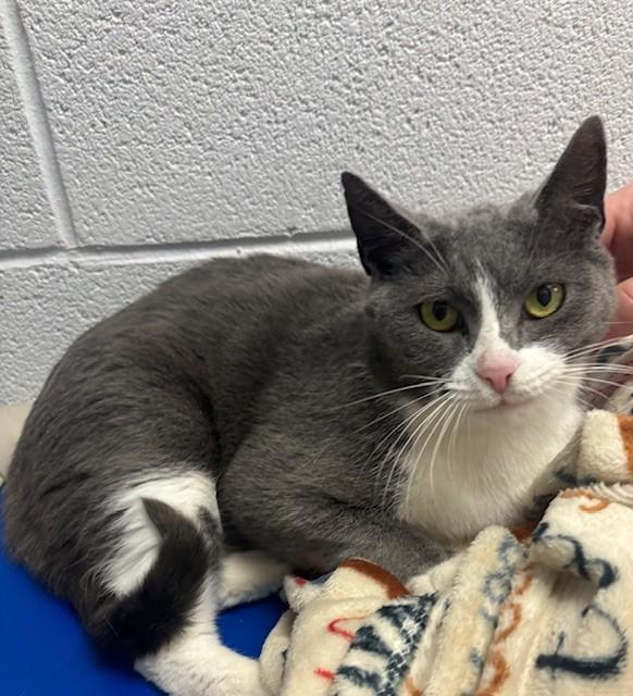 Enlarge Drucilla, a ADOPTABLE Domestic Short Hair in Edinburg, VA image 3/3