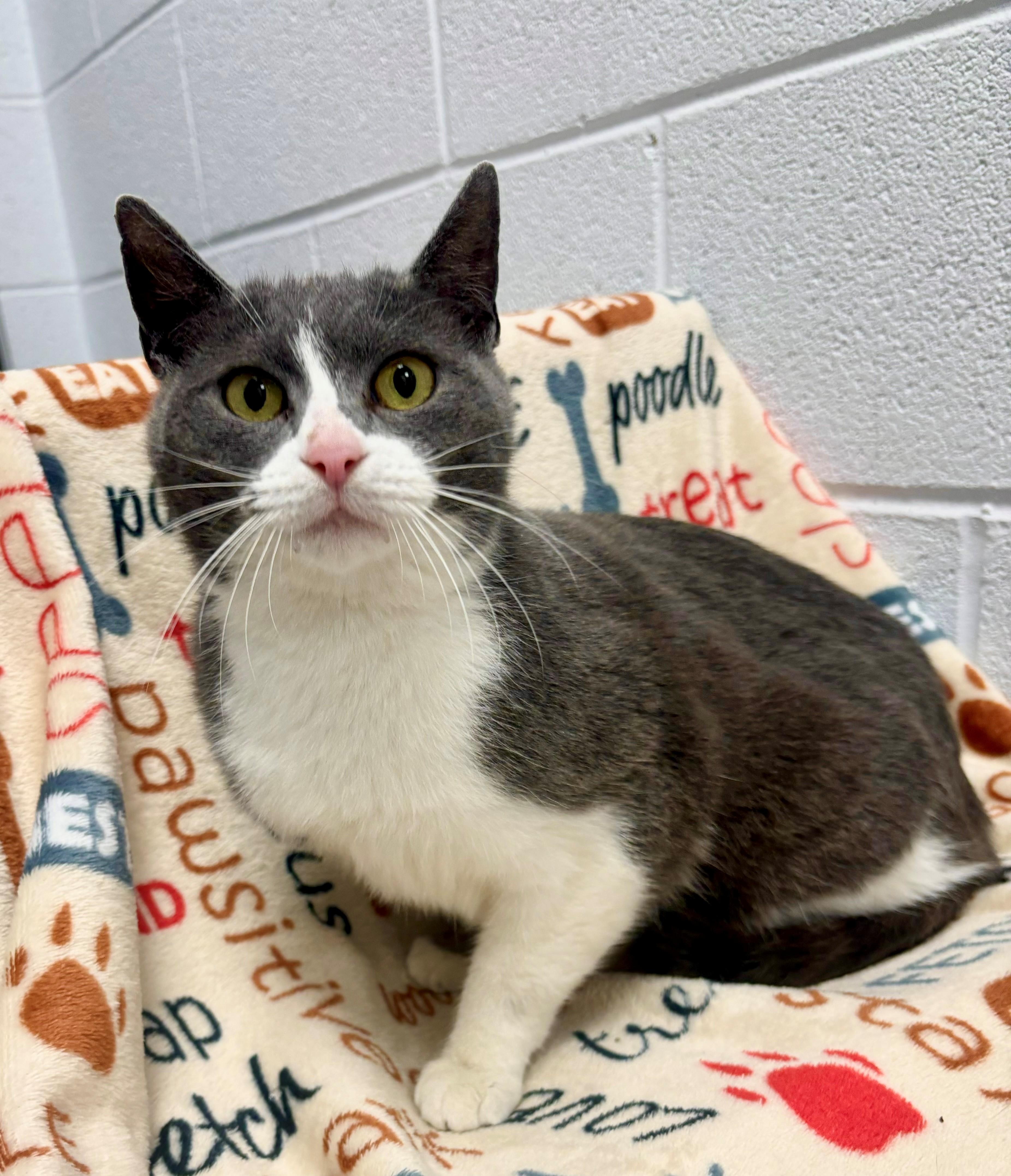 Enlarge Drucilla, a ADOPTABLE Domestic Short Hair in Edinburg, VA image 1/3