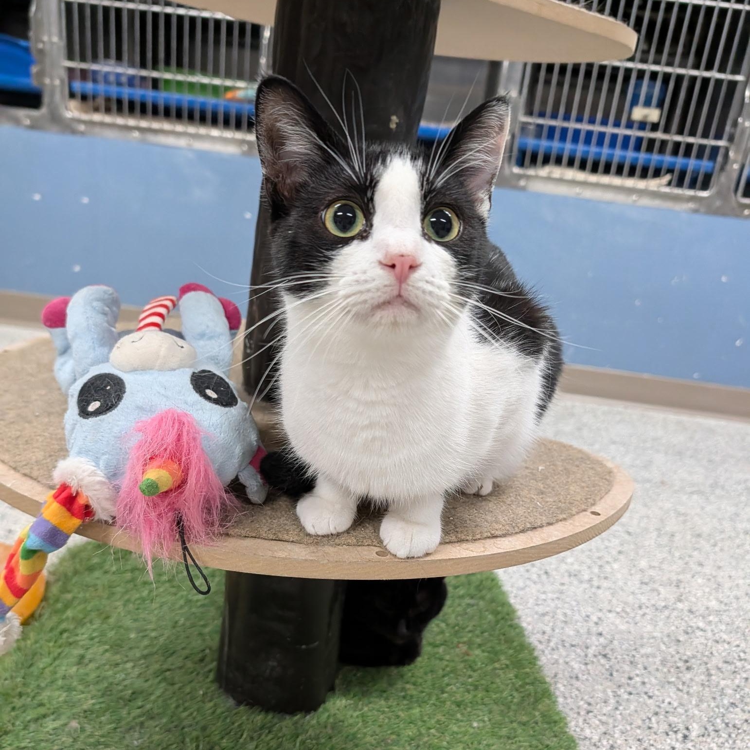 Vivian, adoptable, Kitten Female Domestic Short Hair.