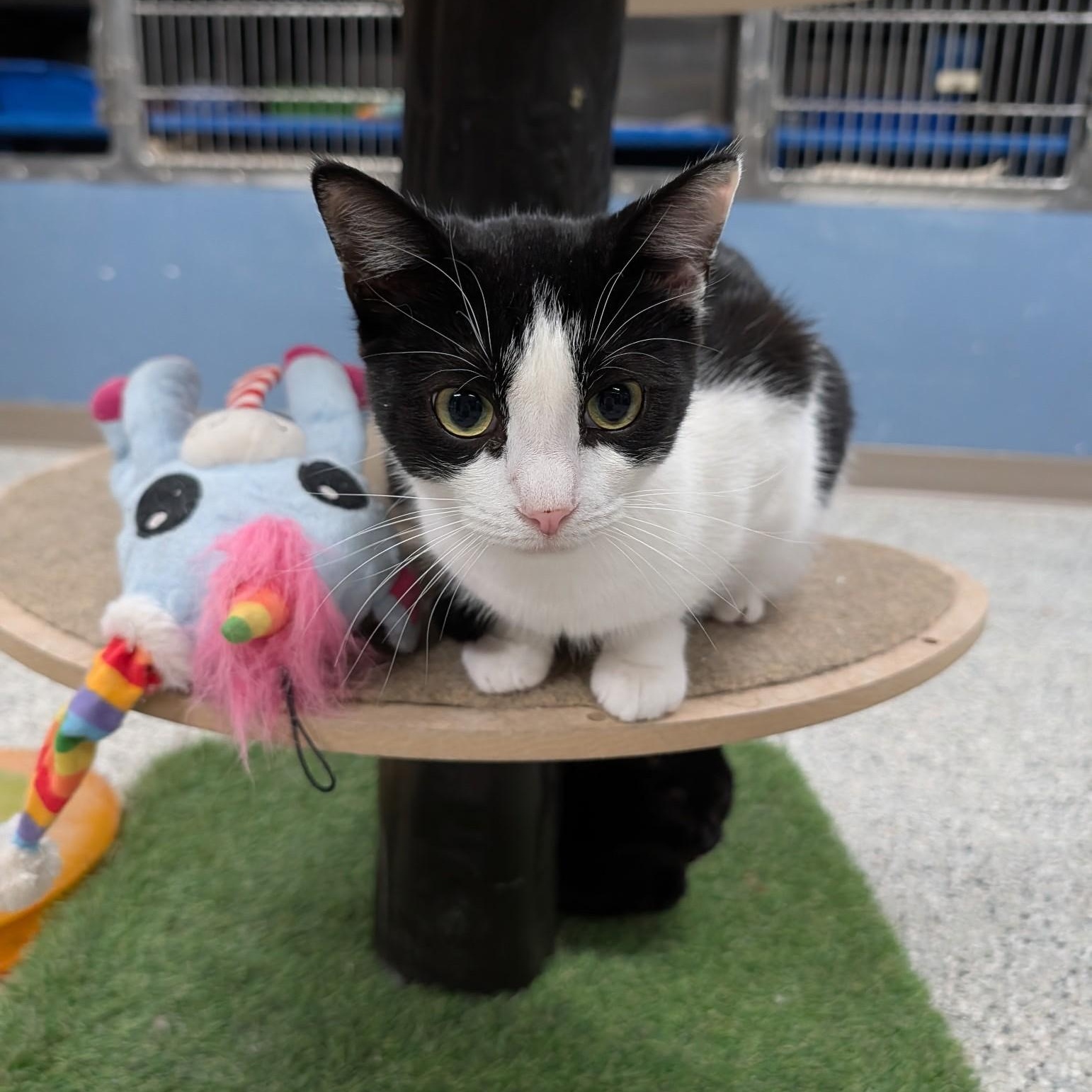 Enlarge Vivian, an adoptable Domestic Short Hair in Wilmington, OH image 2/3