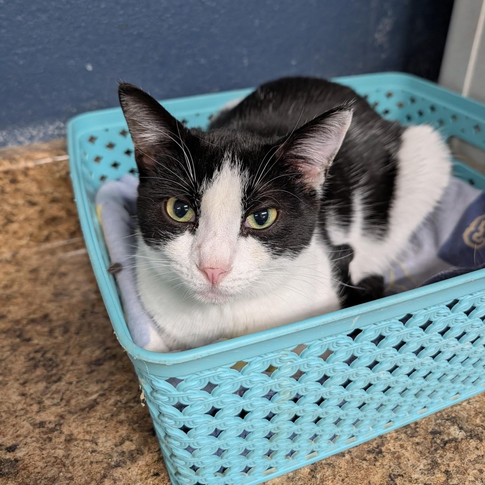 Enlarge Vivian, an adoptable Domestic Short Hair in Wilmington, OH image 3/3