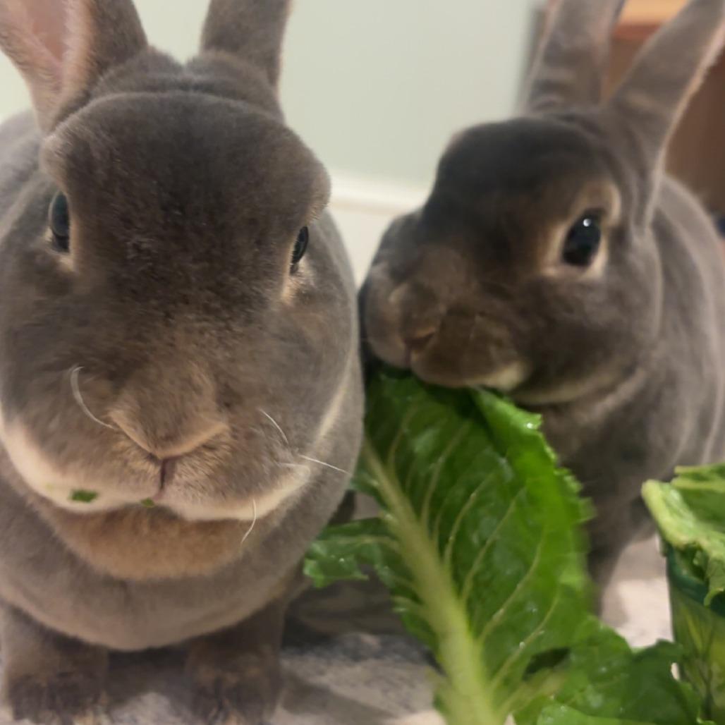 Thyme with Patrick photo
