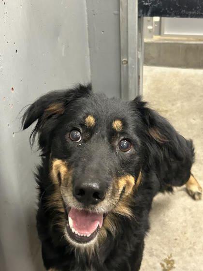 Enlarge Susie, a Adoptable Mixed Breed in Redmond, OR image 1/1