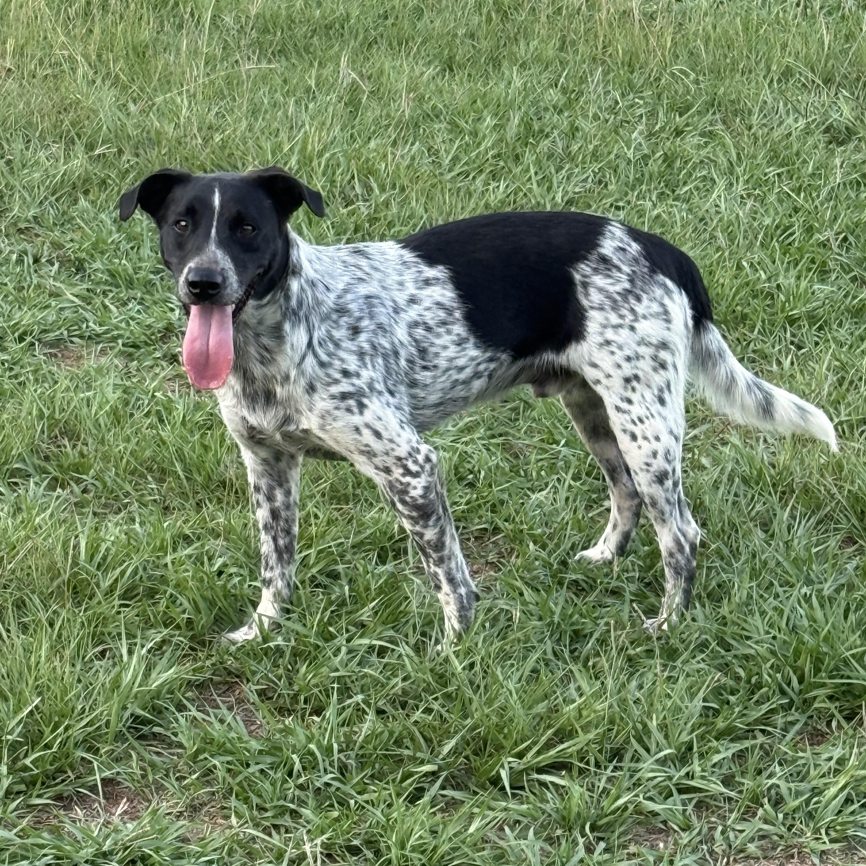 Enlarge Tucker, a Adoptable mixed breed in Mount Hermon, LA image 1/6