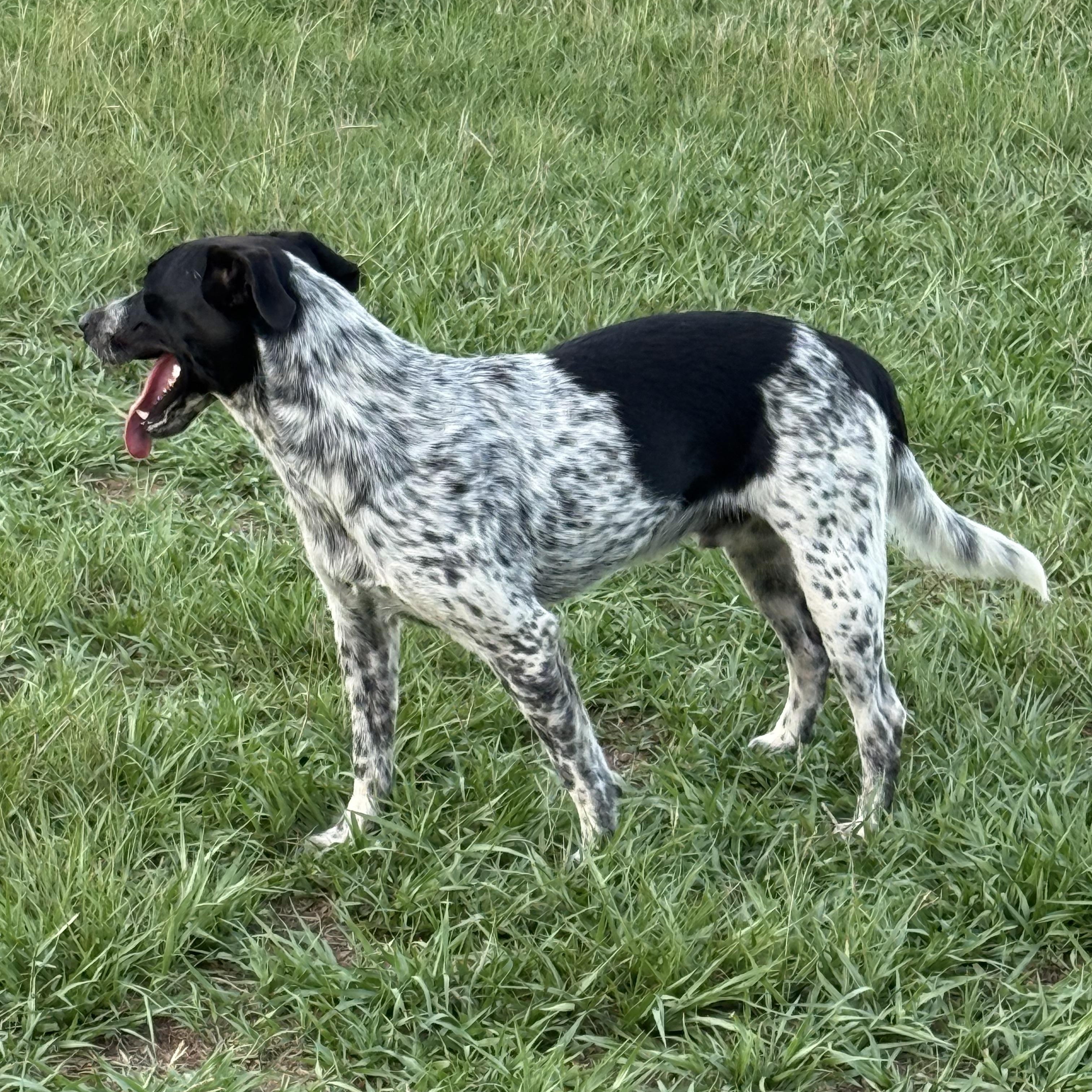 Enlarge Tucker, a Adoptable mixed breed in Mount Hermon, LA image 4/6