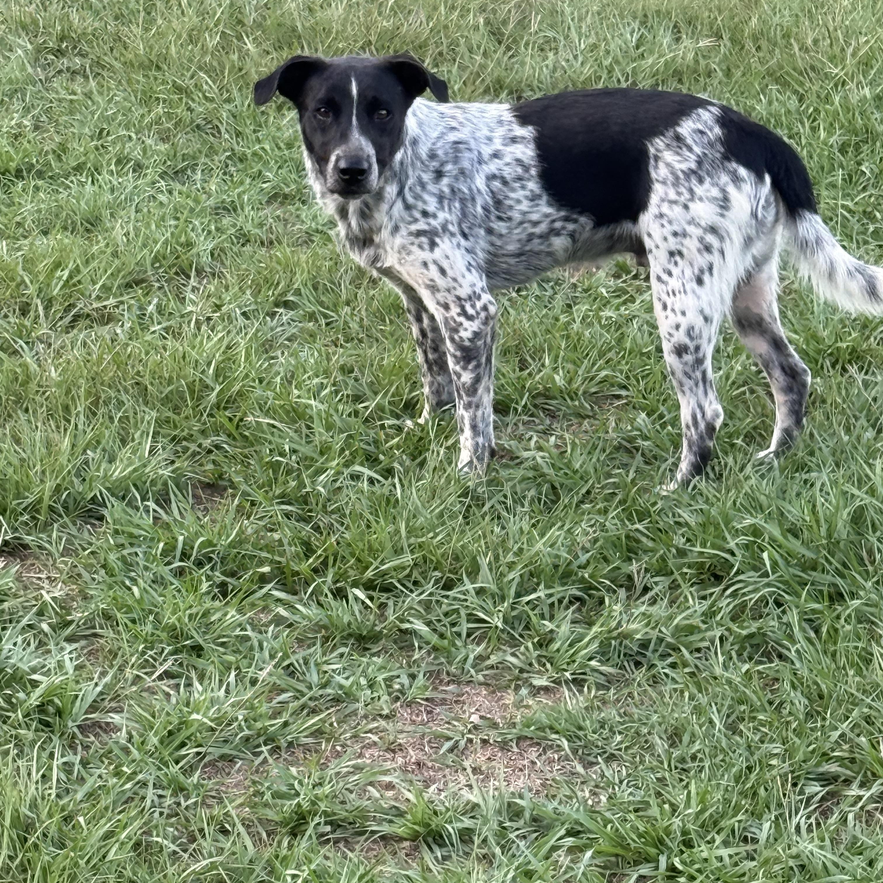 Enlarge Tucker, a Adoptable mixed breed in Mount Hermon, LA image 3/6