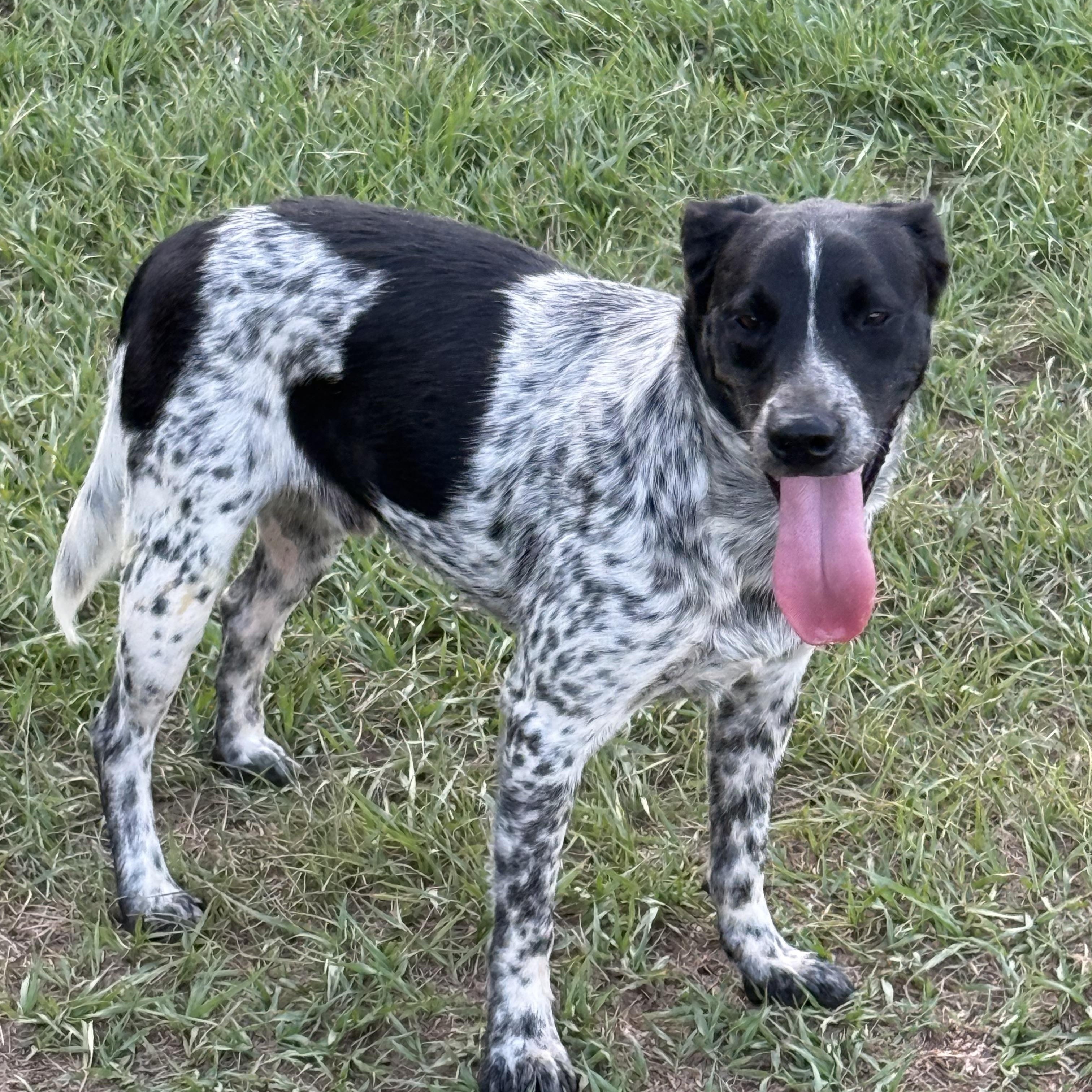 Enlarge Tucker, a Adoptable mixed breed in Mount Hermon, LA image 2/6