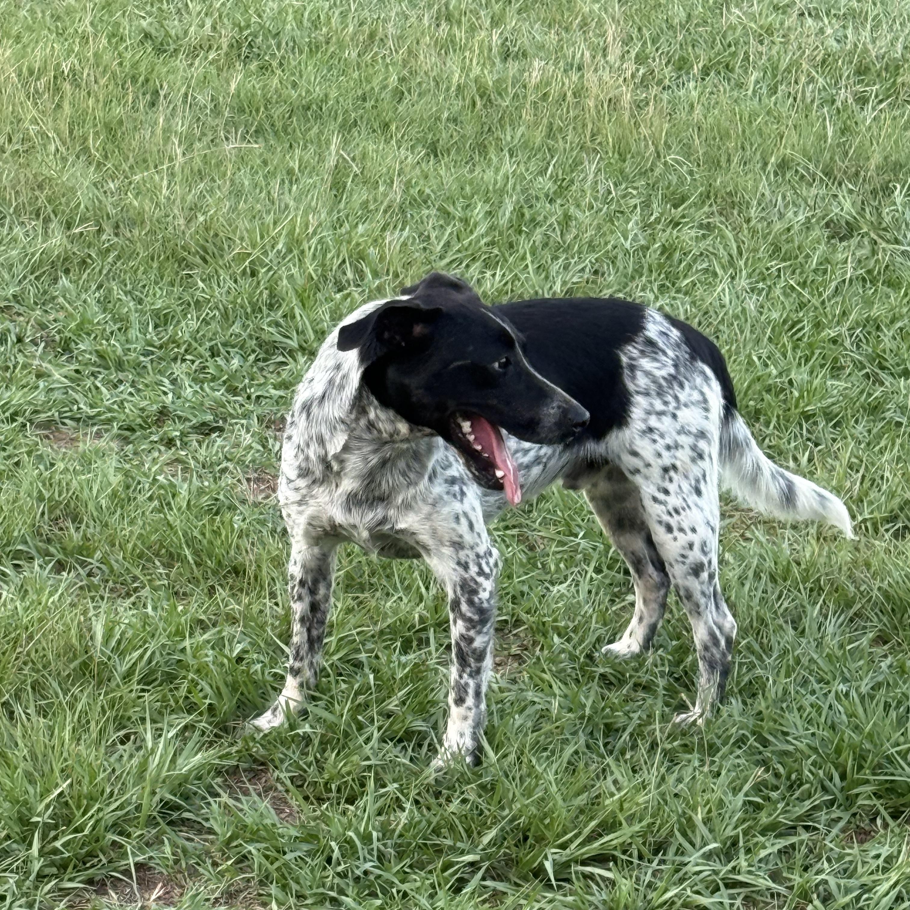 Enlarge Tucker, a Adoptable mixed breed in Mount Hermon, LA image 6/6