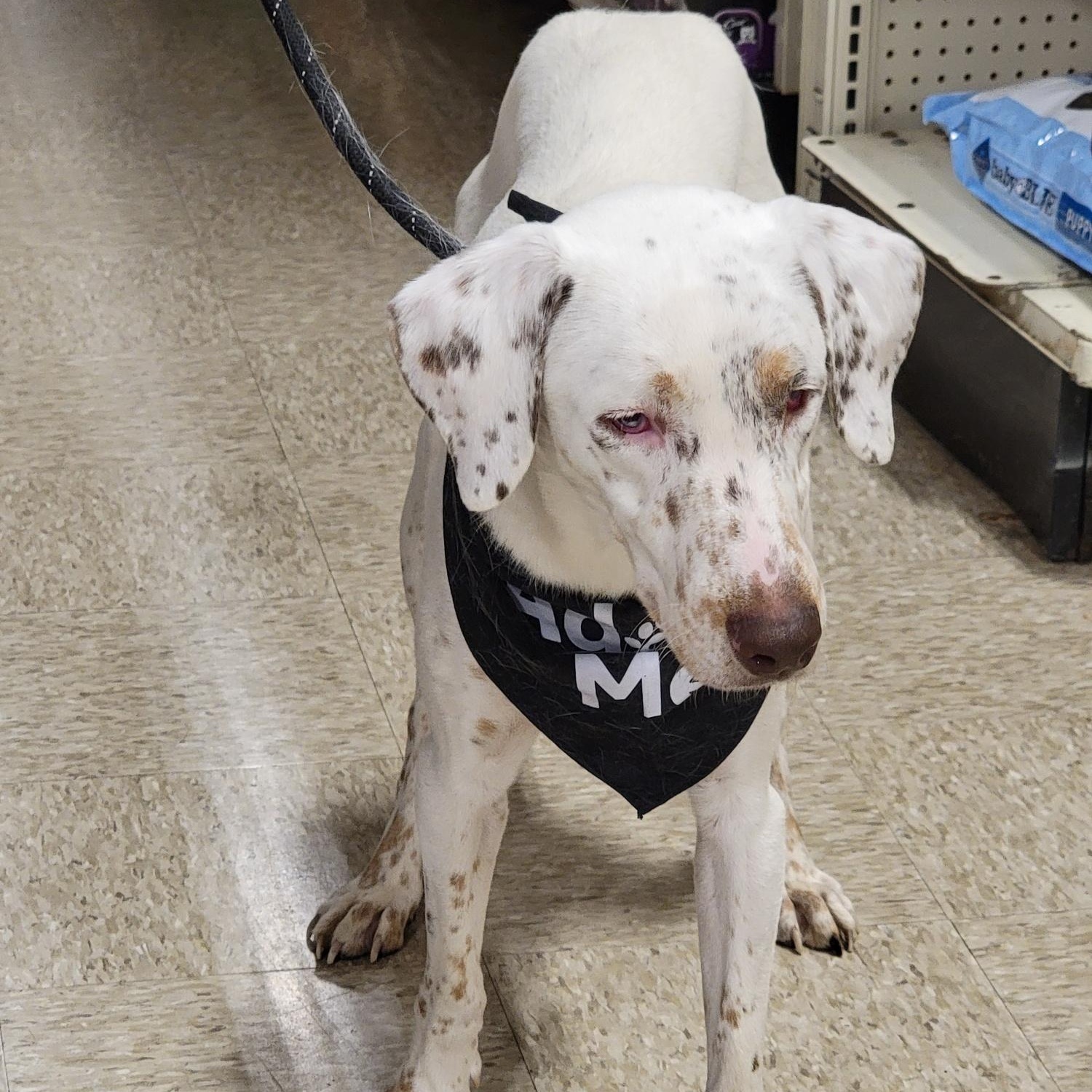 Douglas, a Adoptable mixed breed in Sioux City, IA image 3/6