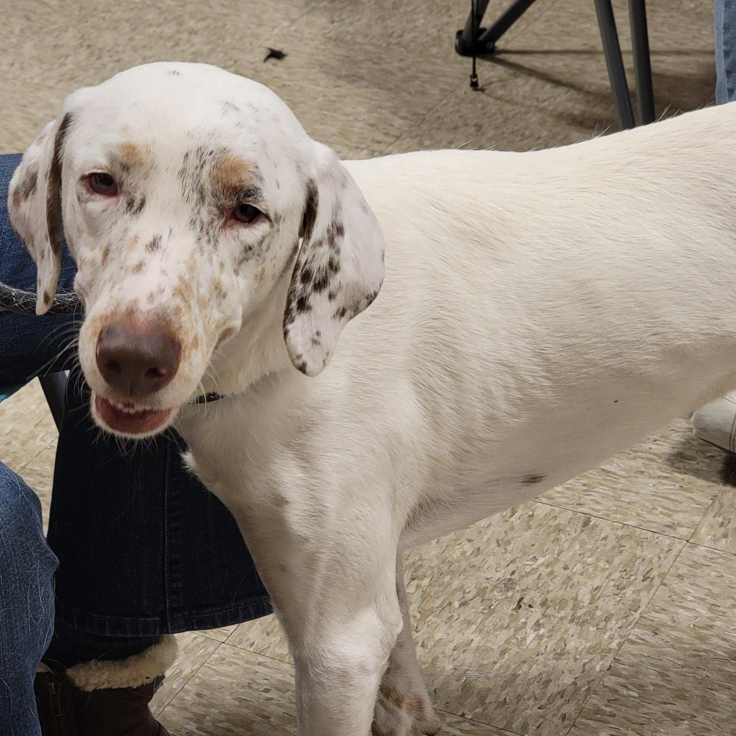Douglas, a Adoptable mixed breed in Sioux City, IA image 1/6