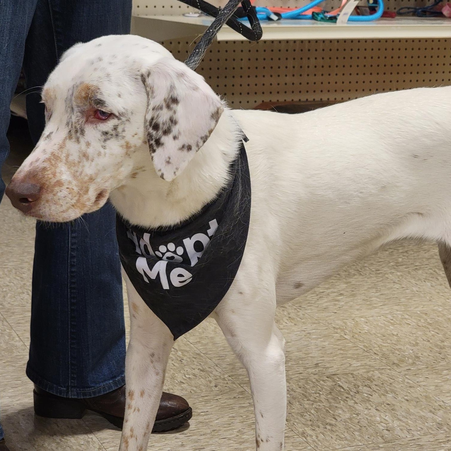 Douglas, a Adoptable mixed breed in Sioux City, IA image 4/6