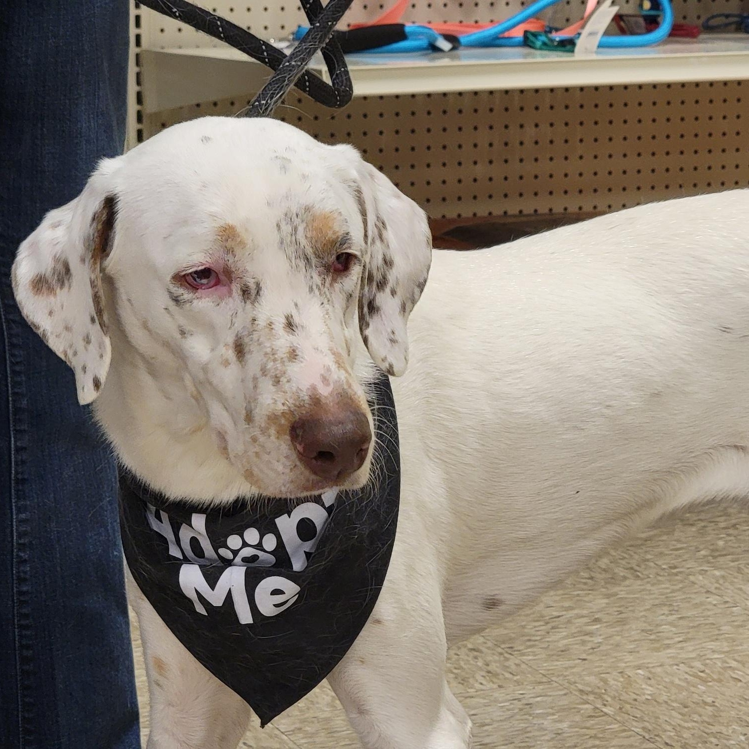 Douglas, a Adoptable mixed breed in Sioux City, IA image 5/6