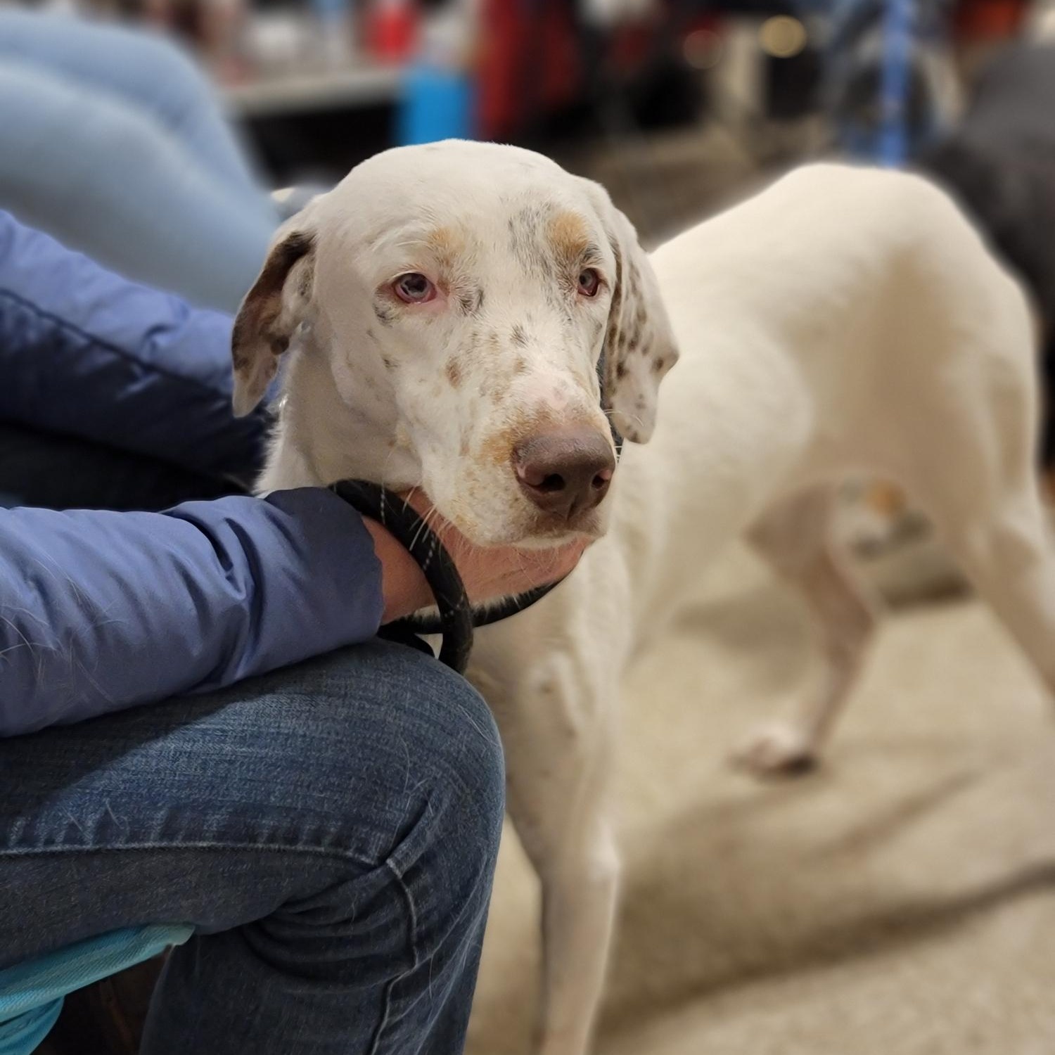 Douglas, a Adoptable mixed breed in Sioux City, IA image 6/6